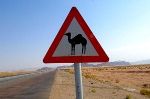 Camel Warning 0027